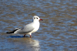 Gaviota reidora, Chroicocephalus ridibundus. Black-headed gull.